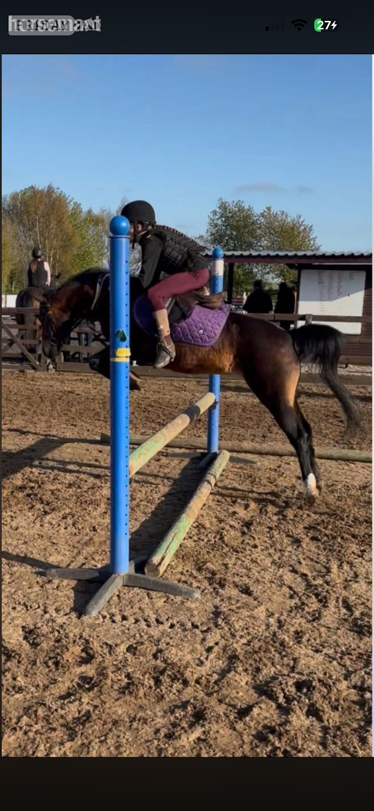 Redcar "Poppy" Bay Mare All Rounder