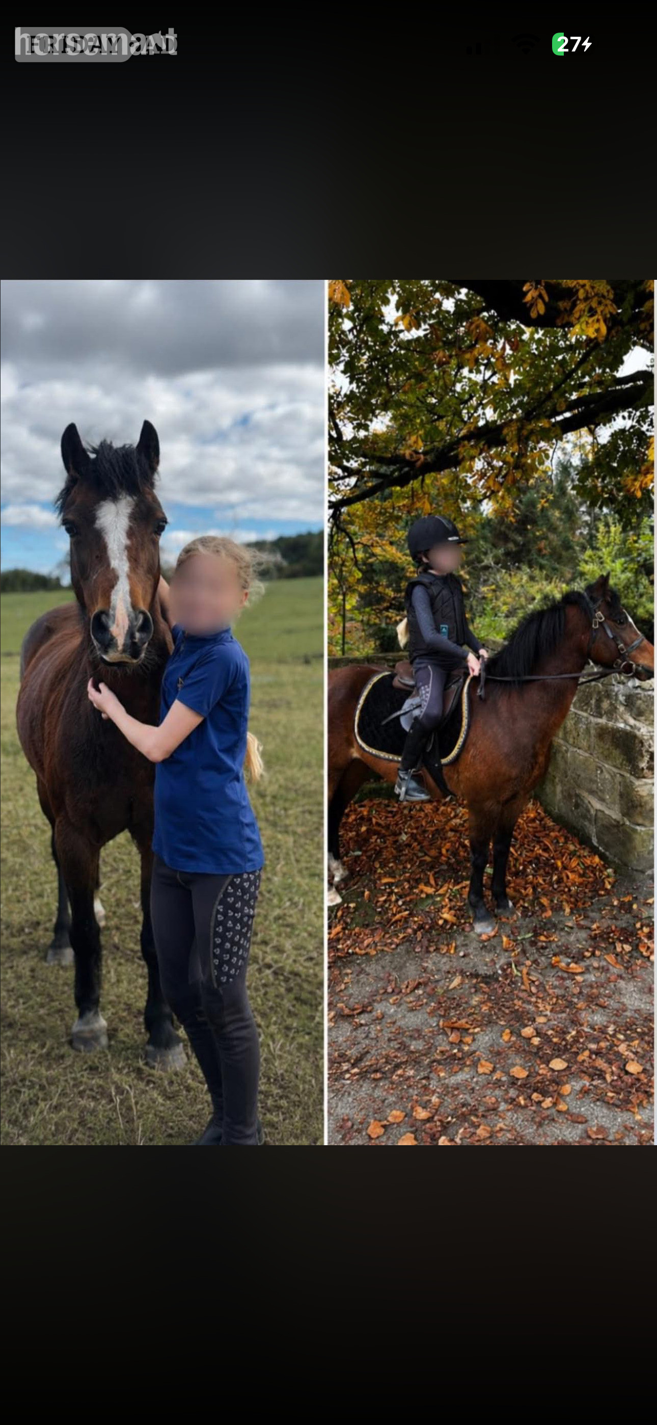 "Poppy" Bay Mare All Rounder - Horses in Redcar