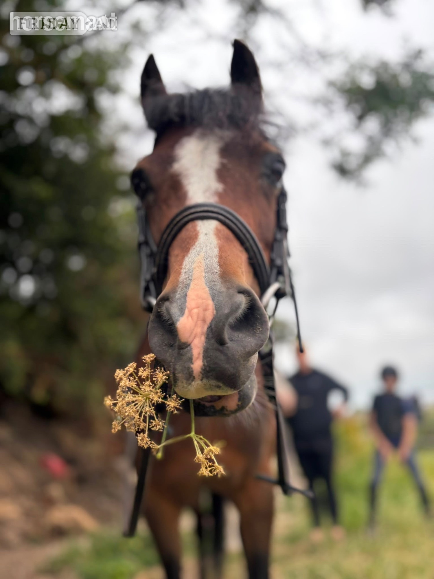 "Poppy" Bay Mare All Rounder - Horses