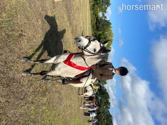 "Tia"  Mare All Rounder