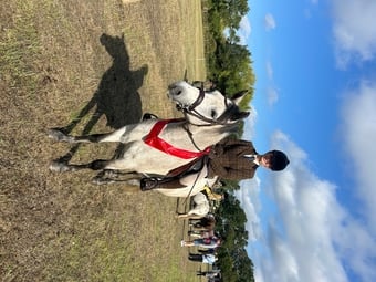 "Tia"  Mare All Rounder