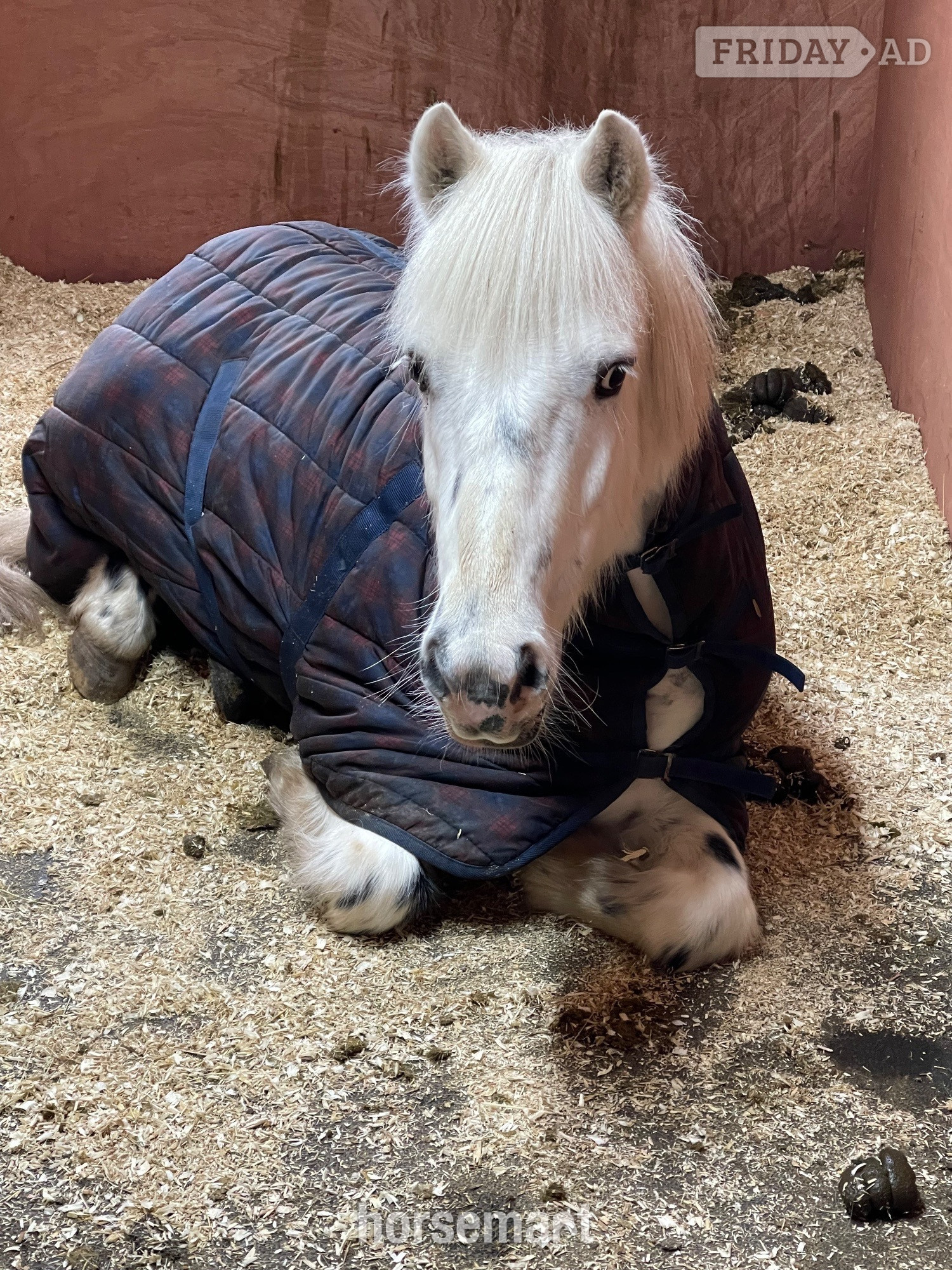 "Rueben" White Gelding All Rounder in Bristol