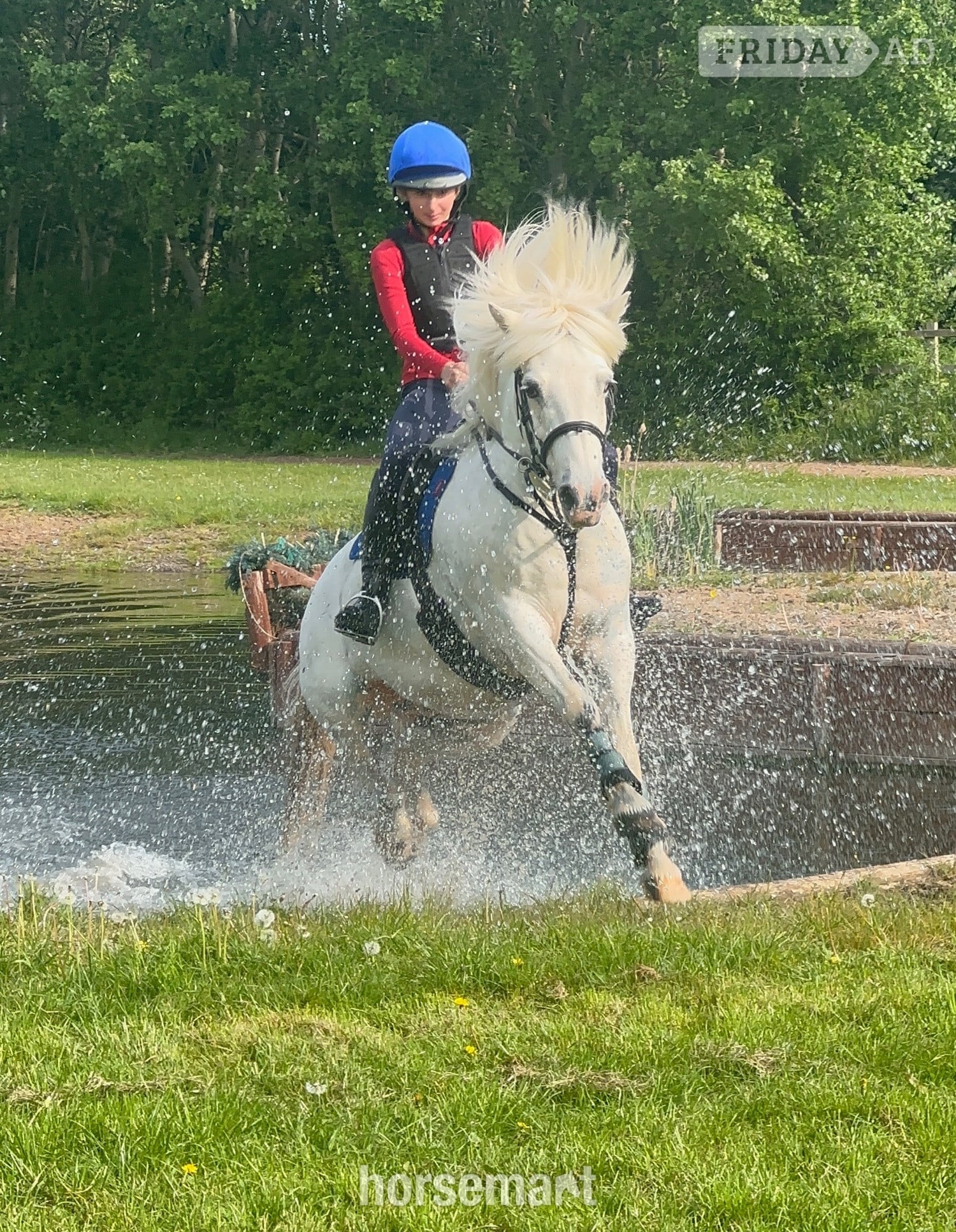 "Rueben" White Gelding All Rounder