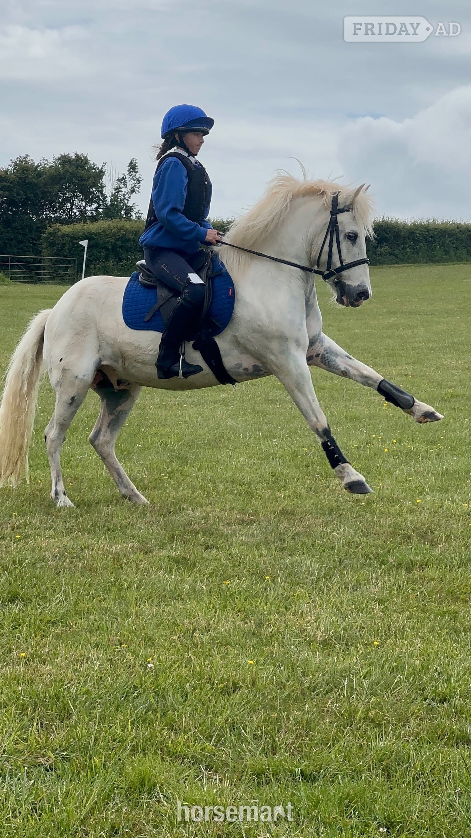 Bristol "Rueben" White Gelding All Rounder