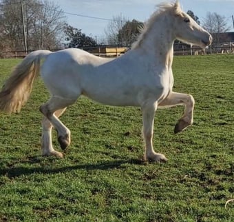 "Karayal" Palomino Gelding All Rounder