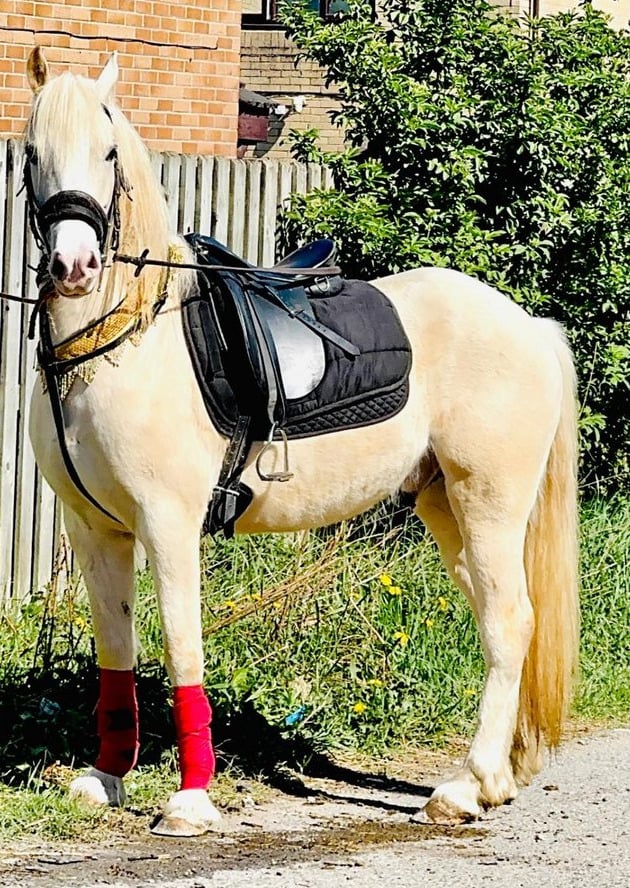 "Karayal" Palomino Gelding All Rounder