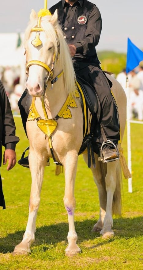 Bradford "Karayal" Palomino Gelding All Rounder