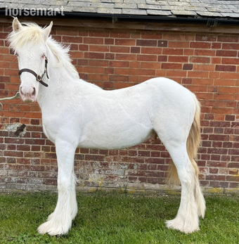 "Cremello Irish cob colt " Cremello Colt Youngstock / Foal