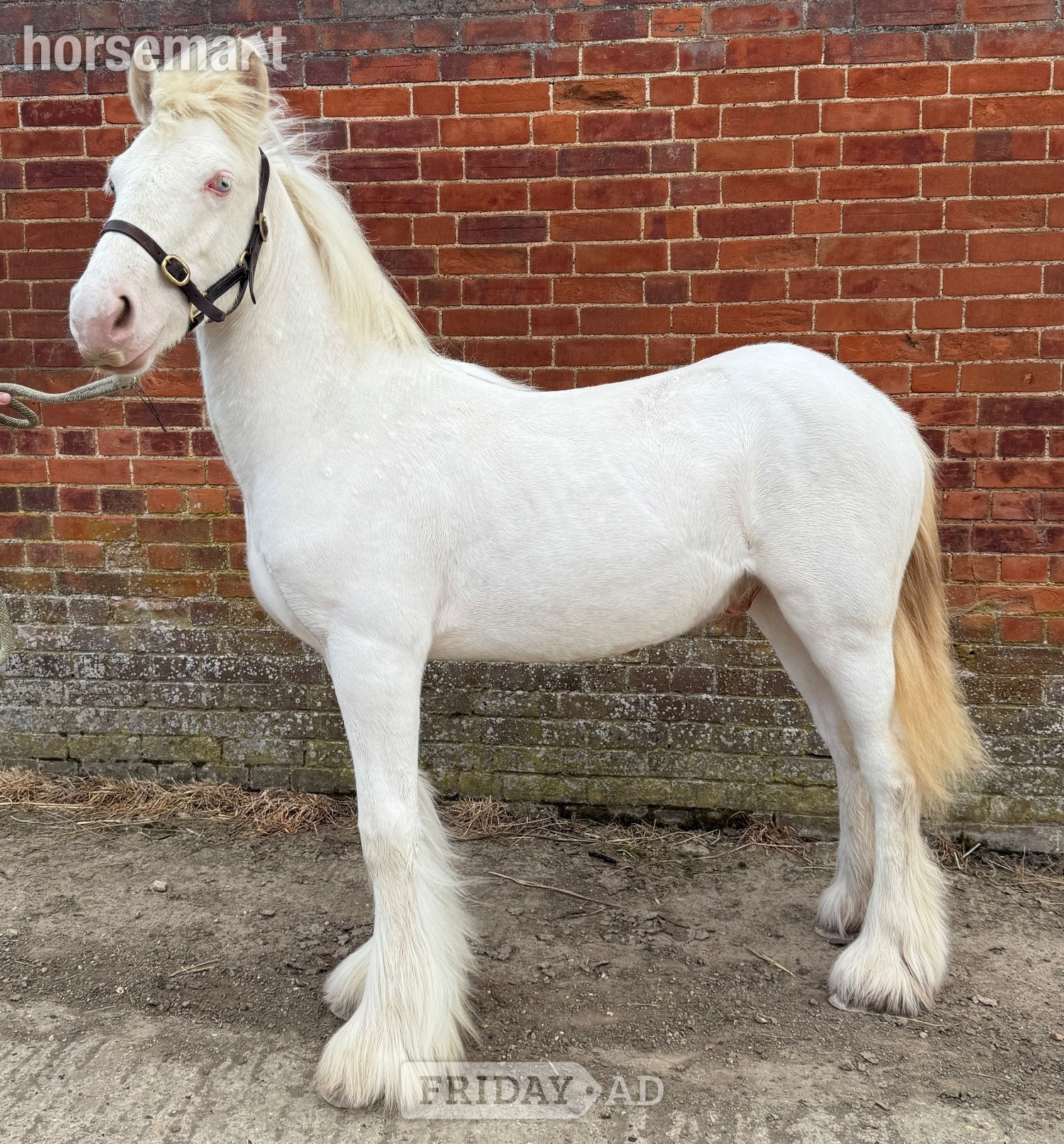 "Cremello Irish cob colt " Cremello Colt Youngstock / Foal