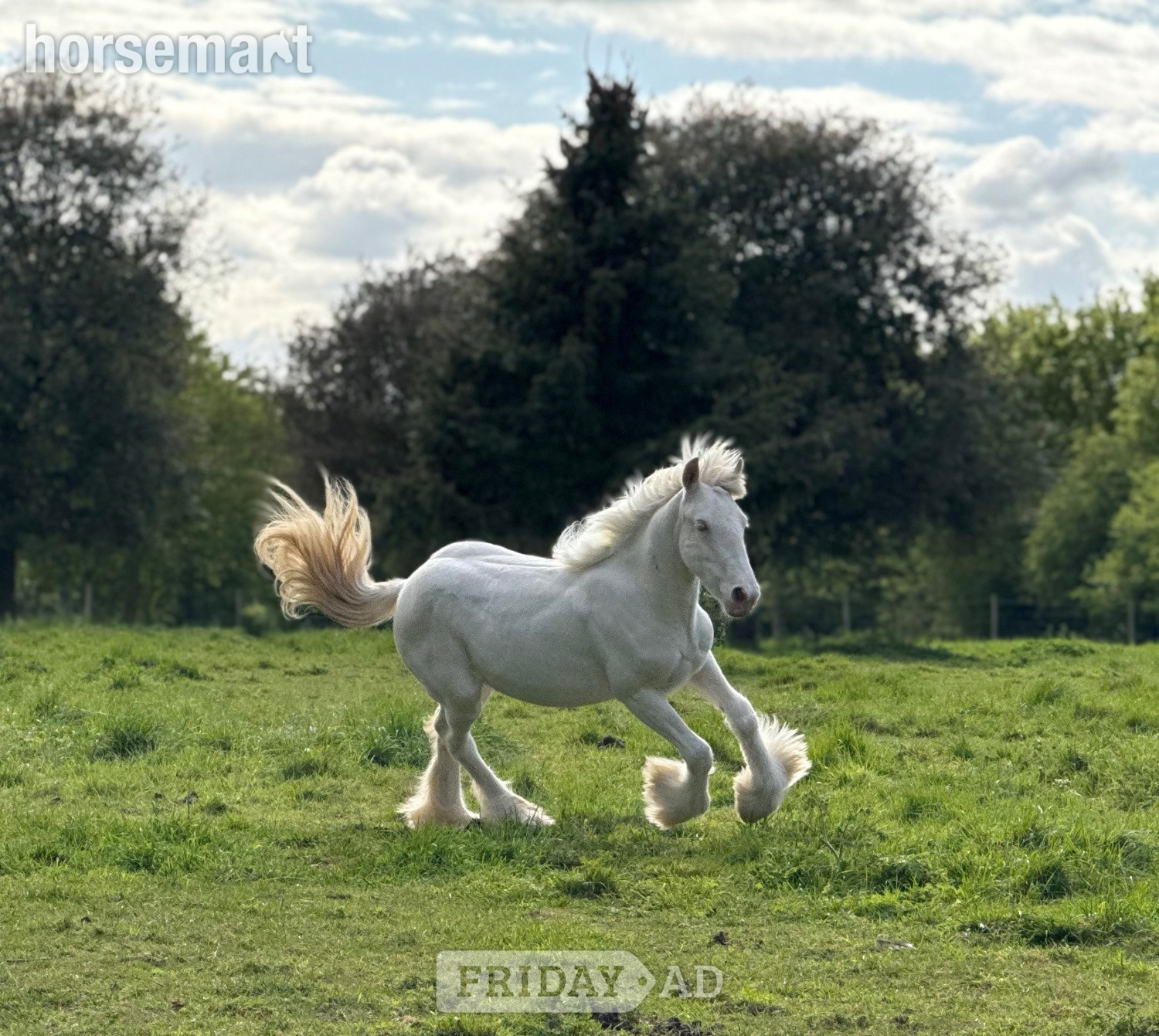 Sudbury "Cremello Irish cob colt " Cremello Colt Youngstock / Foal