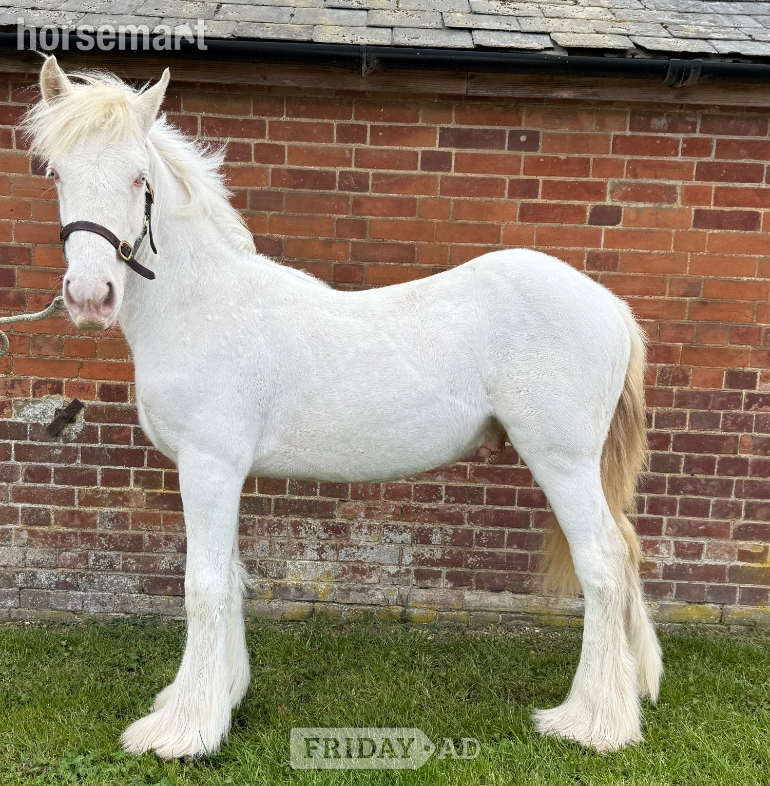 "Cremello Irish cob colt " Cremello Colt Youngstock / Foal in Sudbury