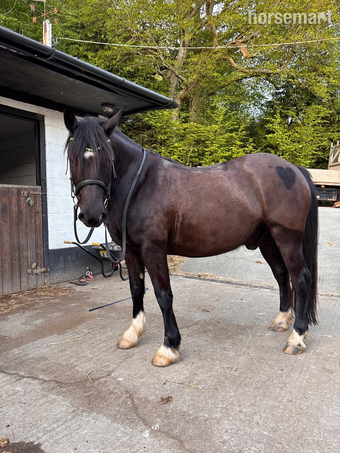 "Wilson (Mr-Marmite)" Black Gelding Happy Hacker