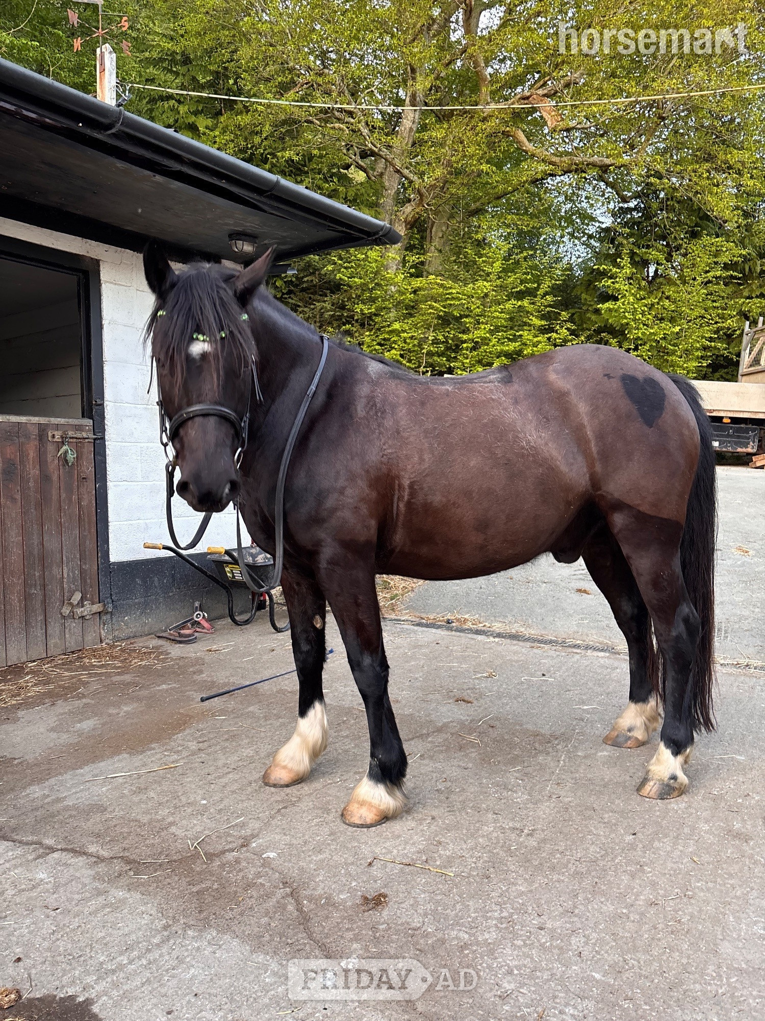 "Wilson (Mr-Marmite)" Black Gelding Happy Hacker in Dolanog