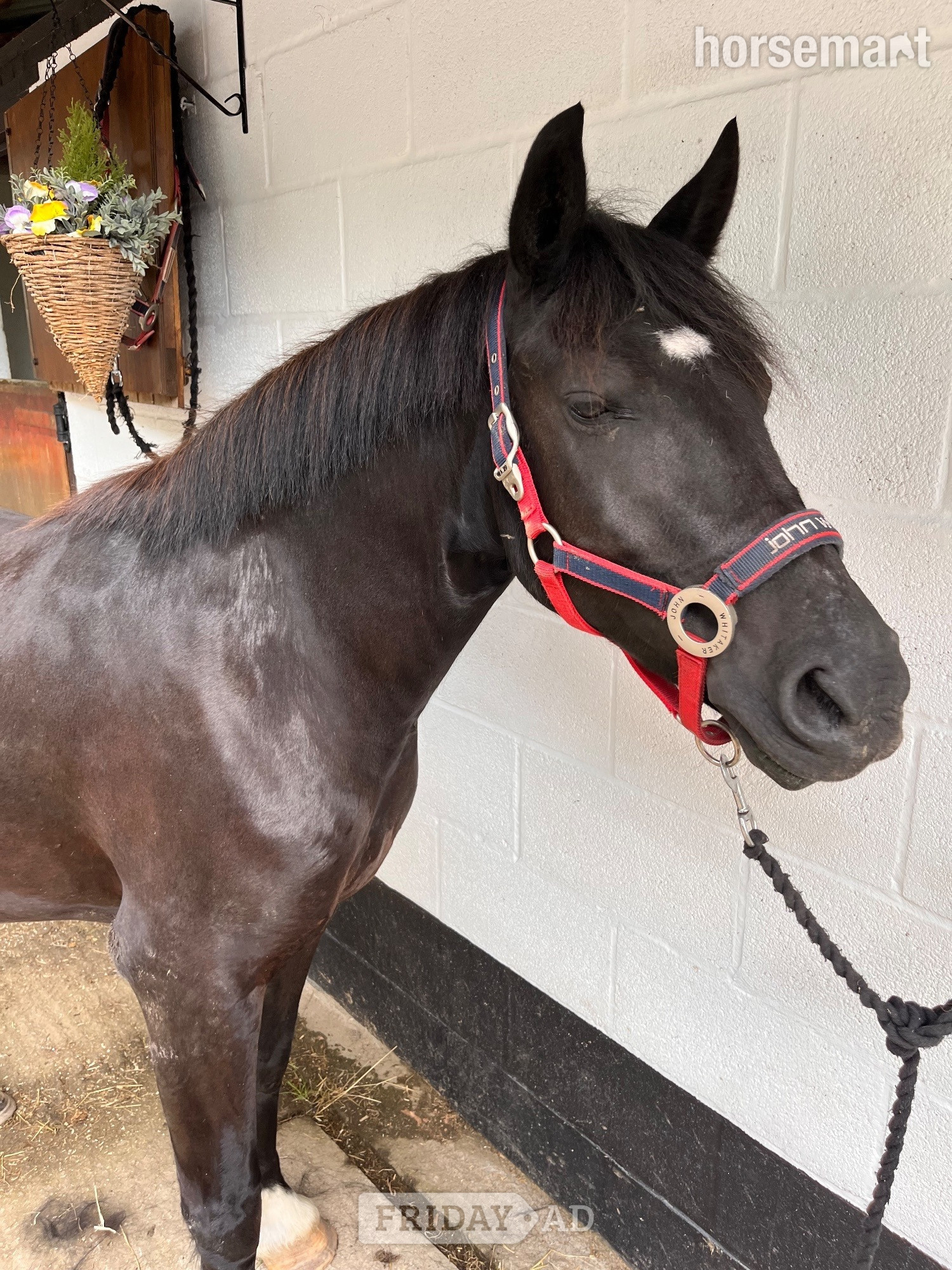 "Wilson (Mr-Marmite)" Black Gelding Happy Hacker