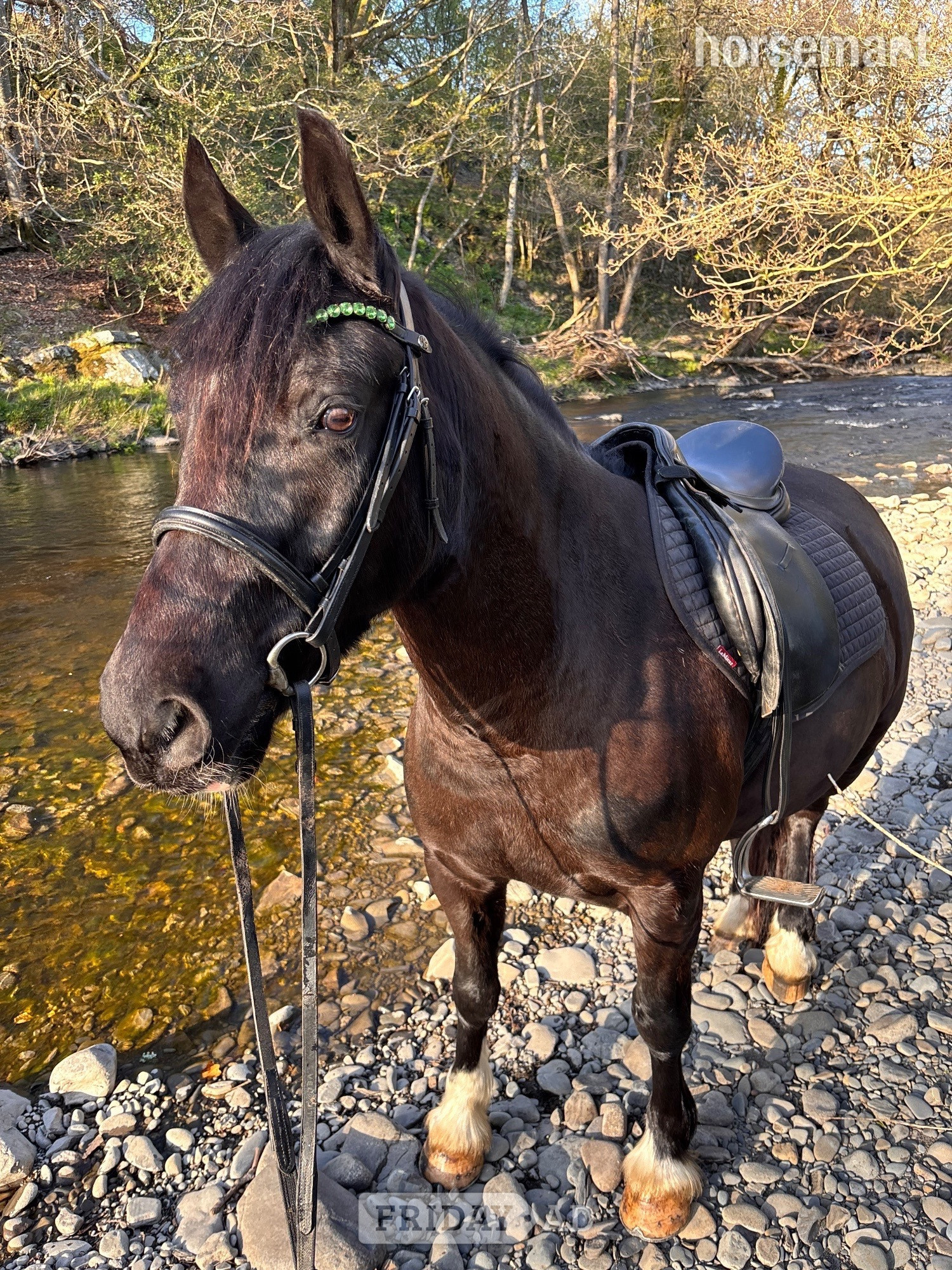 Dolanog "Wilson (Mr-Marmite)" Black Gelding Happy Hacker