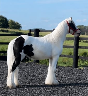" Traditional Show Cob " Piebald Gelding Cob/Heavy Horse