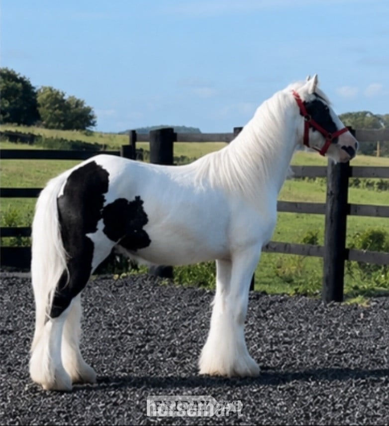 " Traditional Show Cob " Piebald Gelding Cob/Heavy Horse in Leeds