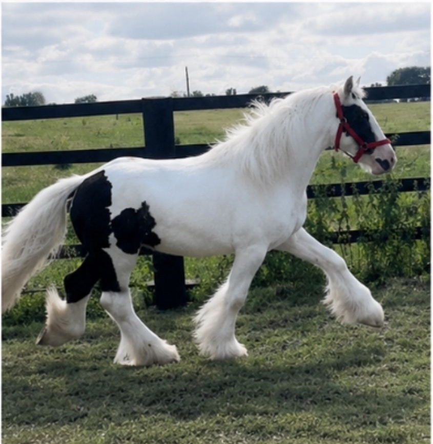 " Traditional Show Cob " Piebald Gelding Cob/Heavy Horse