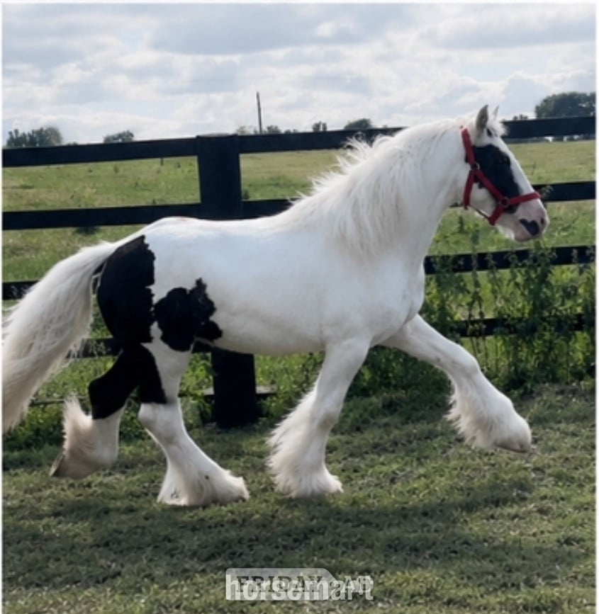 " Traditional Show Cob " Piebald Gelding Cob/Heavy Horse