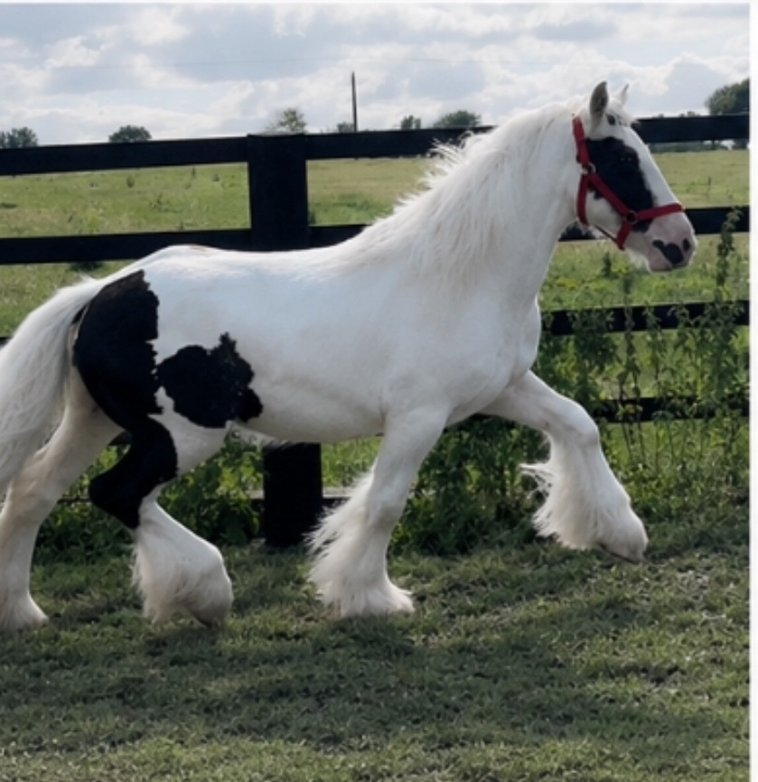 Leeds " Traditional Show Cob " Piebald Gelding Cob/Heavy Horse