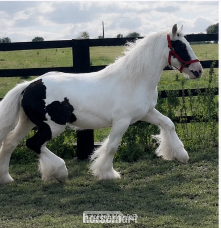 Leeds " Traditional Show Cob " Piebald Gelding Cob/Heavy Horse