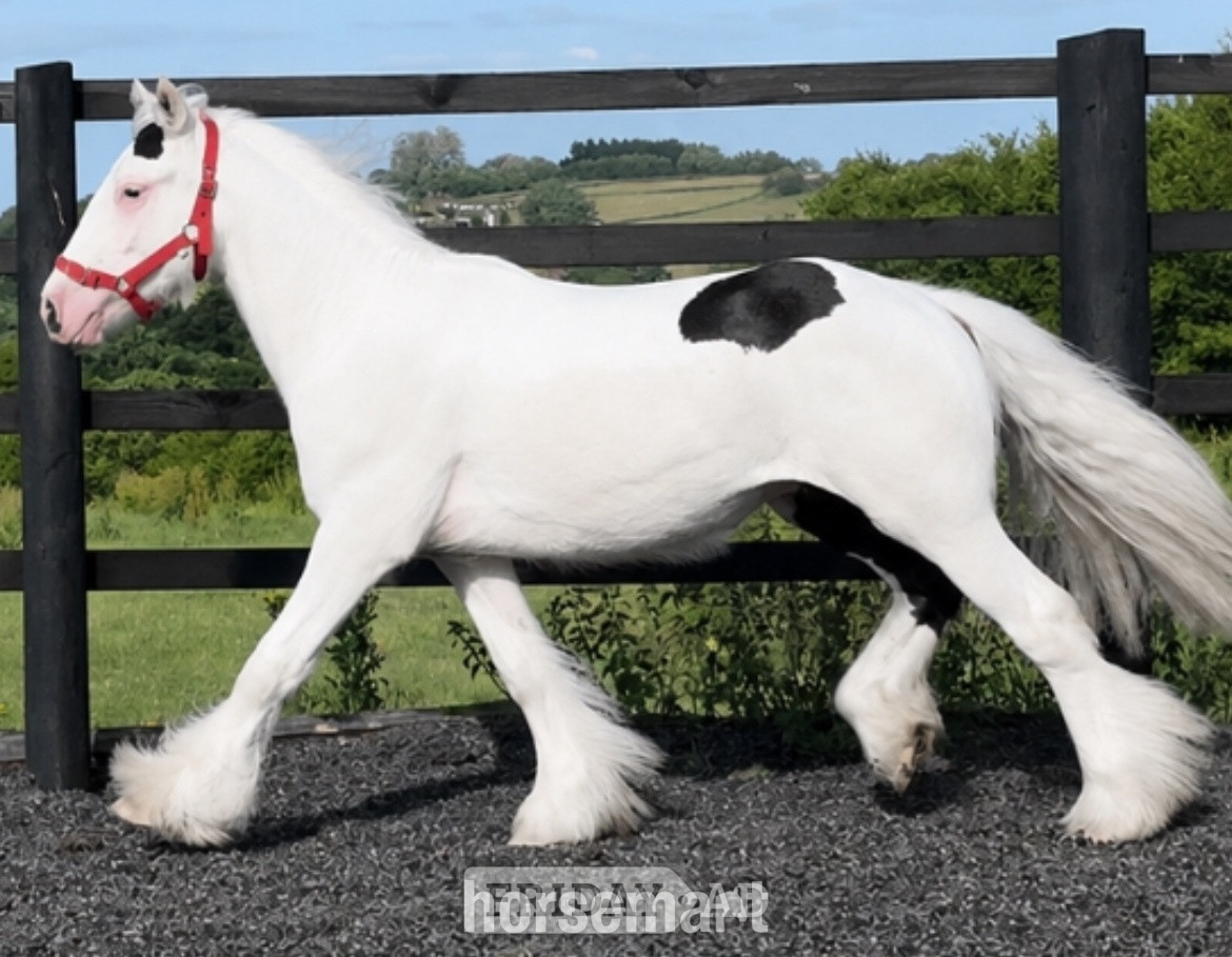 " Traditional Show Cob " Piebald Gelding Cob/Heavy Horse - Horses in Leeds