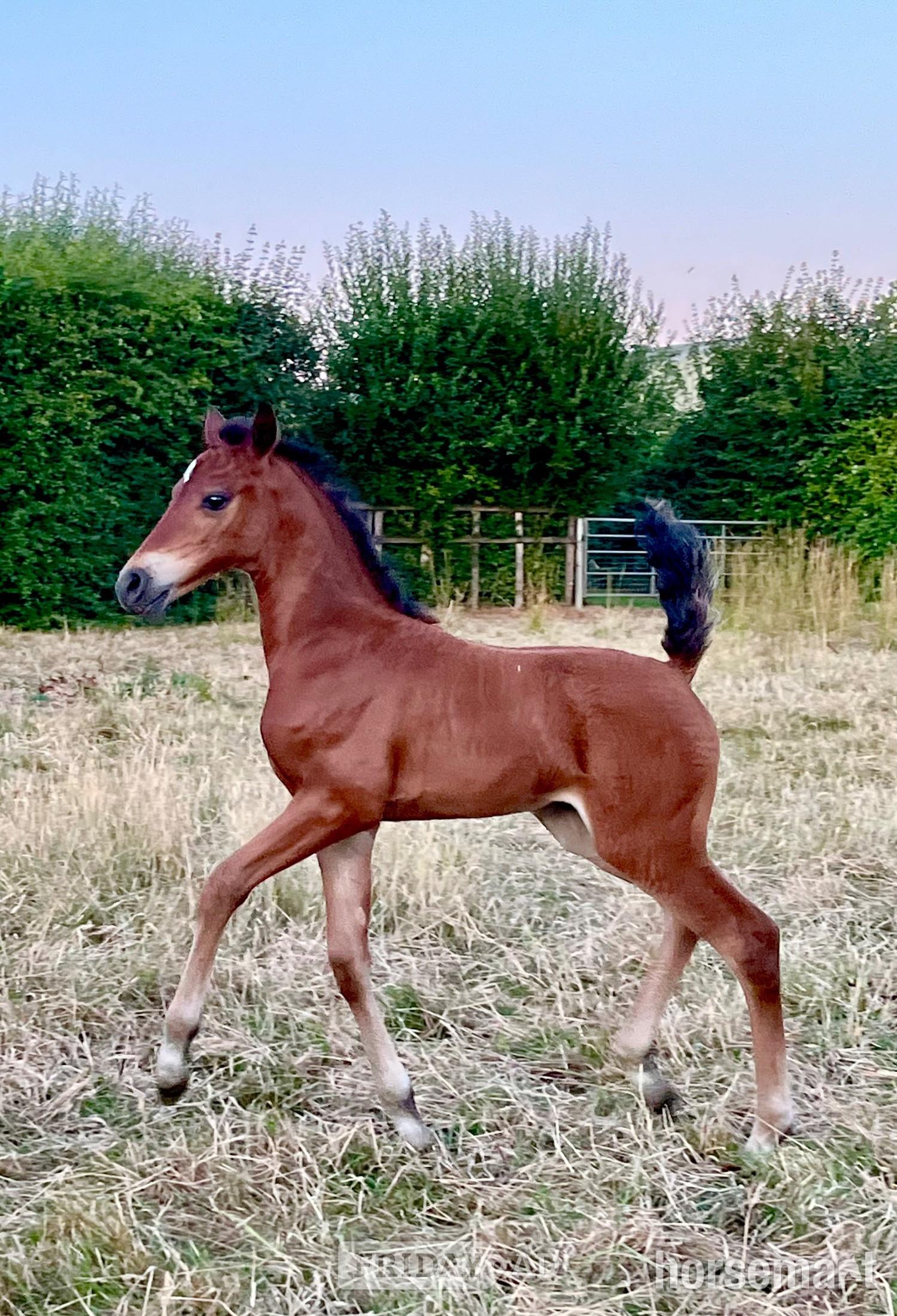 "TS Tatiana" Bay Filly Youngstock / Foal in Canterbury