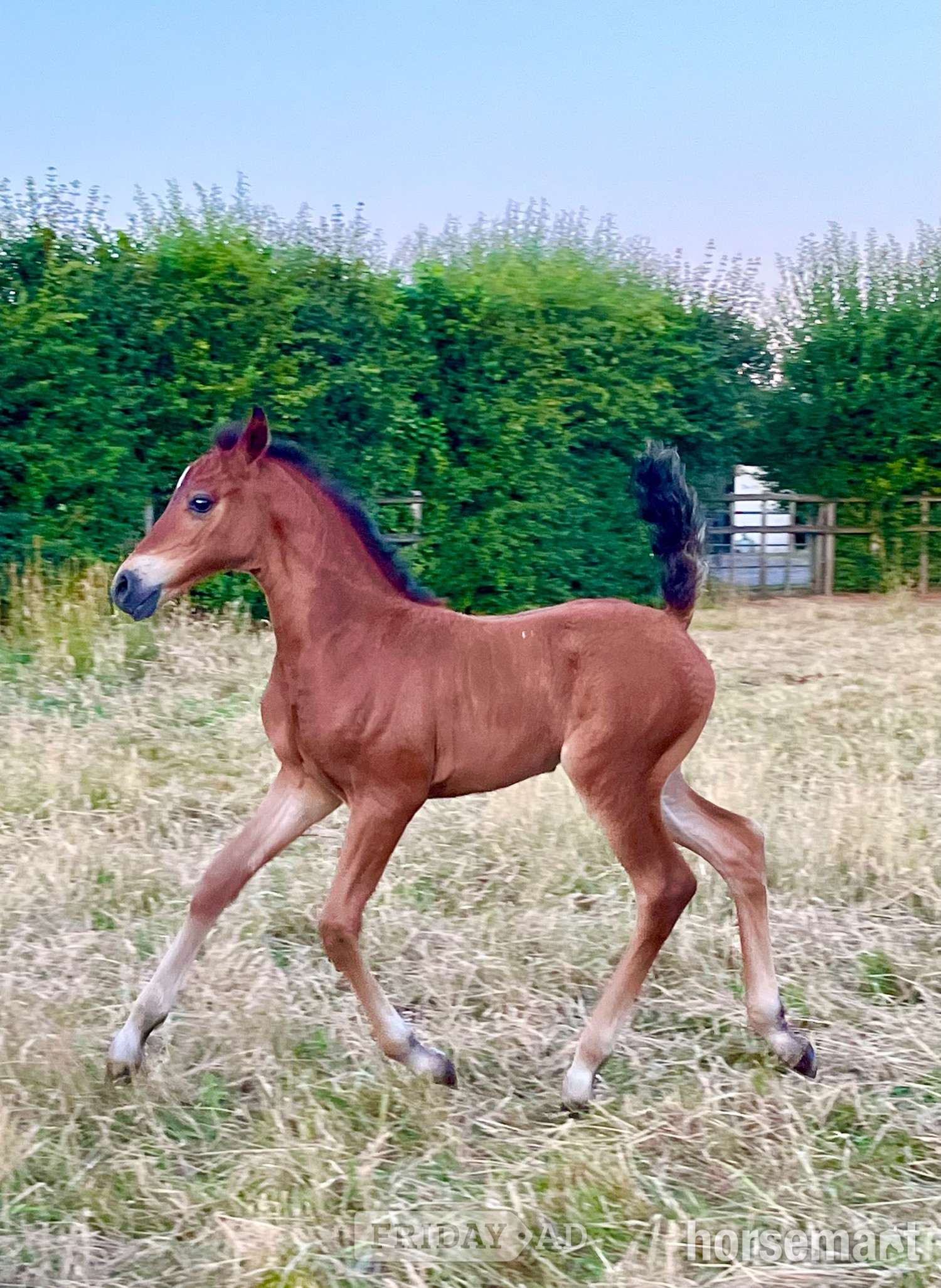 "TS Tatiana" Bay Filly Youngstock / Foal