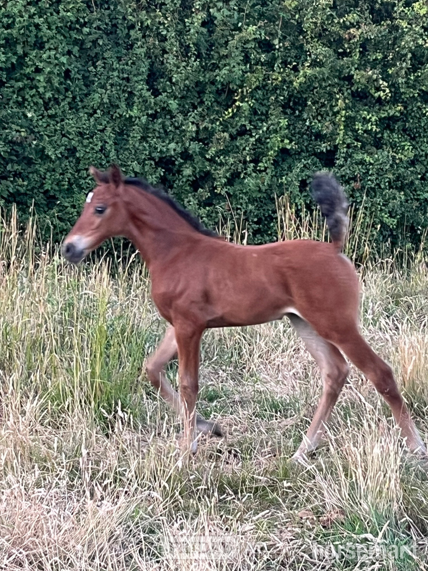 Canterbury "TS Tatiana" Bay Filly Youngstock / Foal