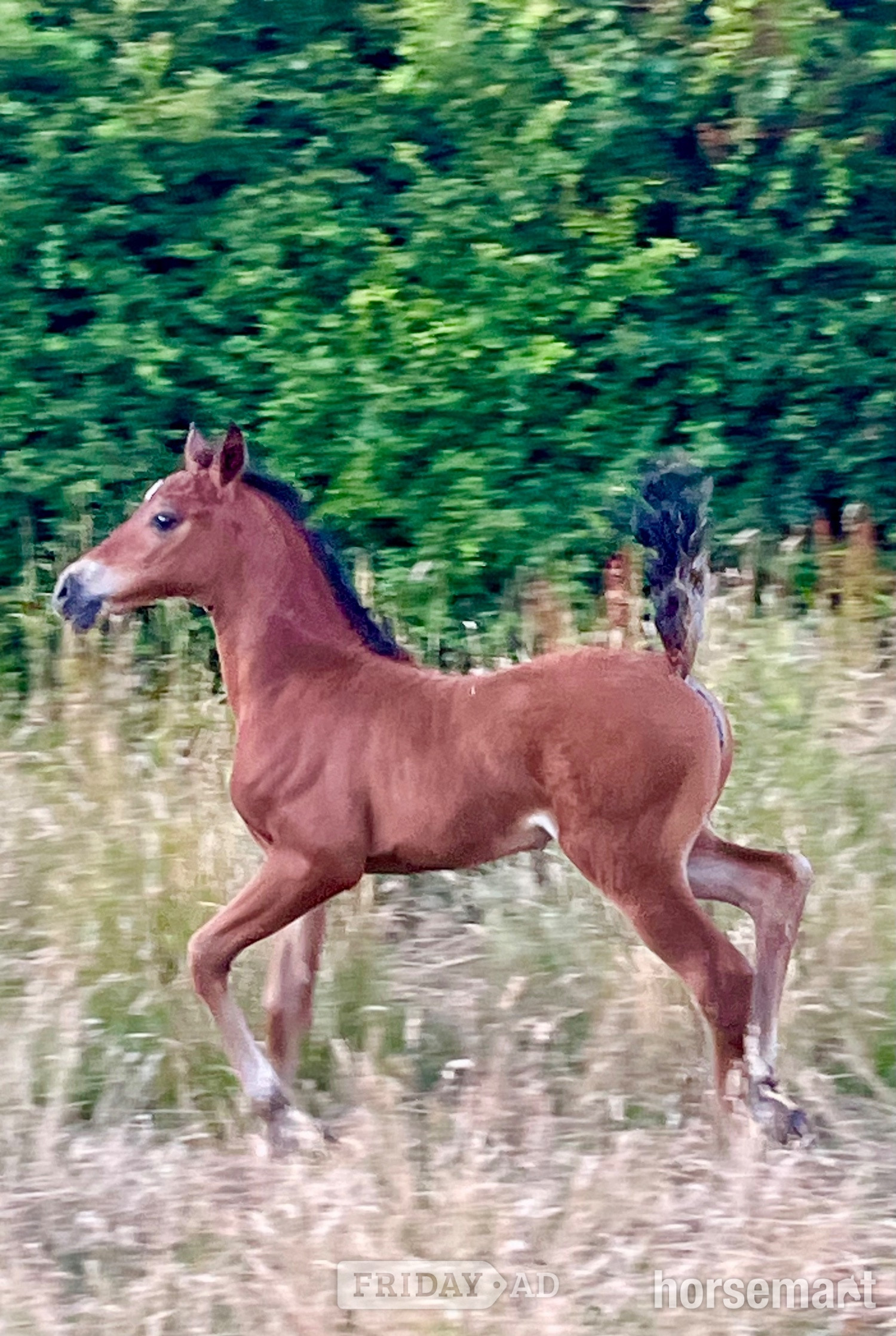"TS Tatiana" Bay Filly Youngstock / Foal - Horses in Canterbury