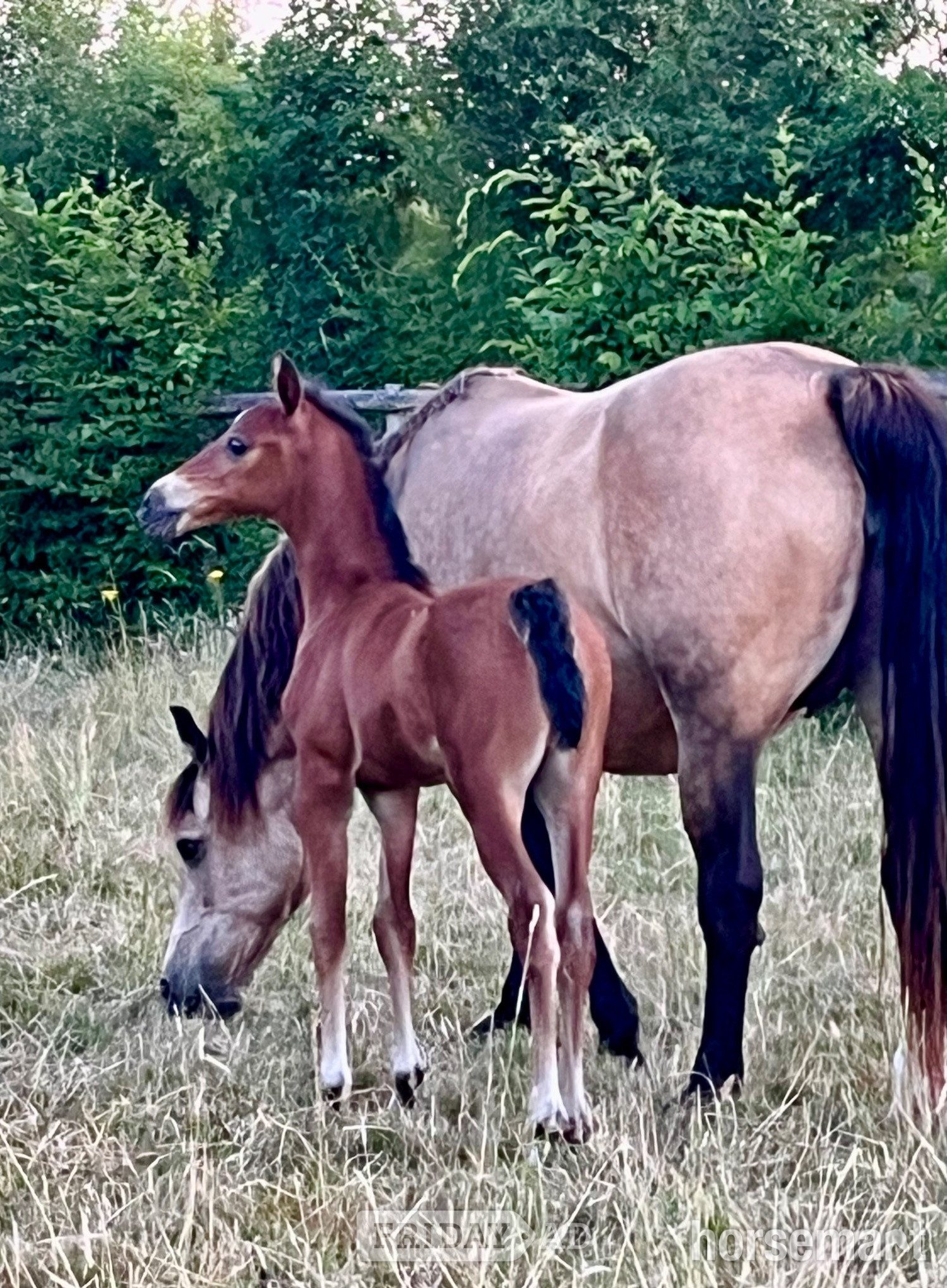 "TS Tatiana" Bay Filly Youngstock / Foal - Horses