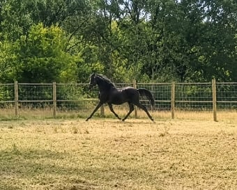 "Buckland King of Spades" Black Gelding Youngstock / Foal
