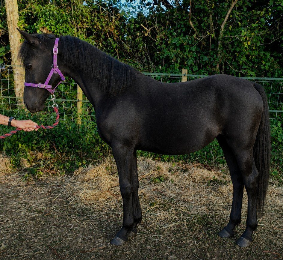 "Buckland King of Spades" Black Gelding Youngstock / Foal