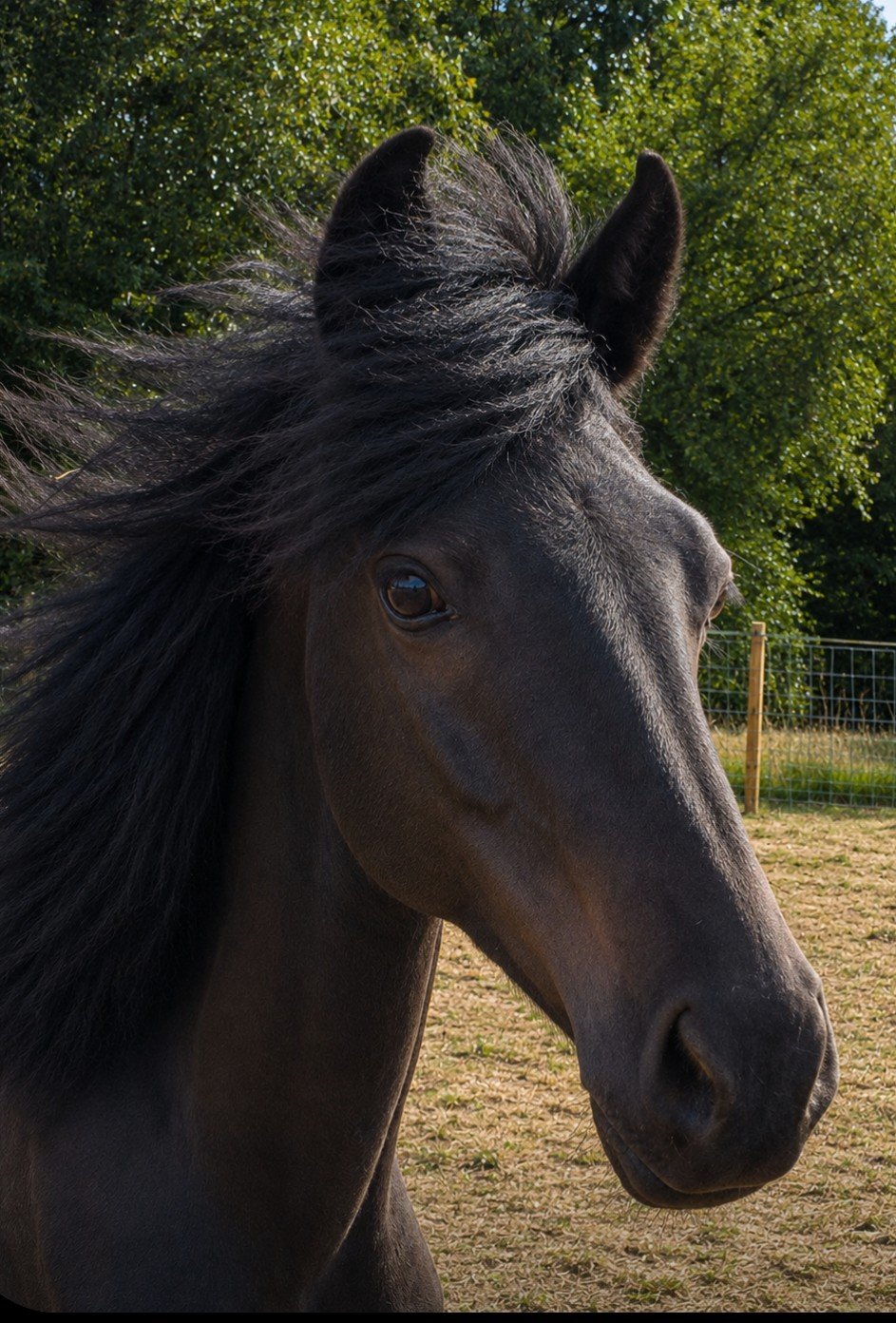Shebbear "Buckland King of Spades" Black Gelding Youngstock / Foal