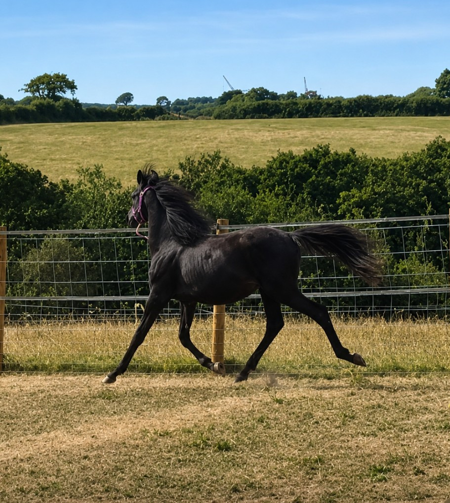 "Buckland King of Spades" Black Gelding Youngstock / Foal - Horses in Shebbear