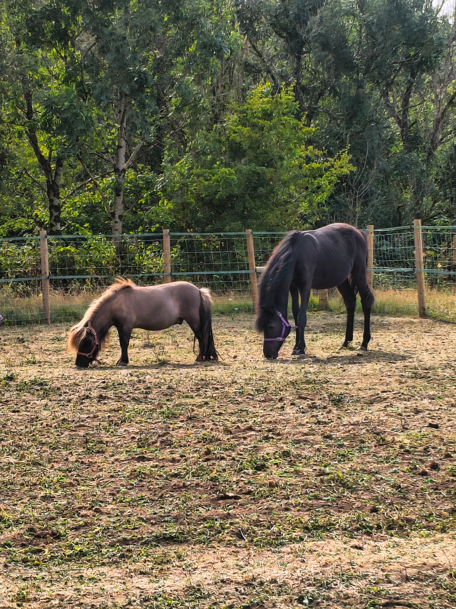 "Buckland King of Spades" Black Gelding Youngstock / Foal - Horses