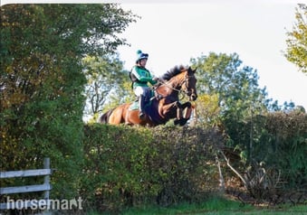 "Tasteofexcellence" Bay Mare All Rounder