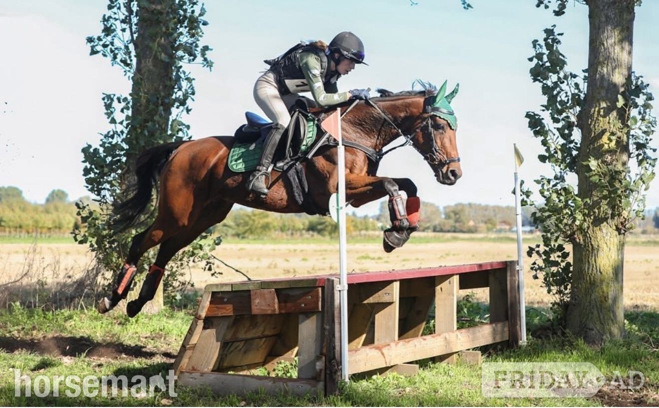 Newmarket "Tasteofexcellence" Bay Mare All Rounder