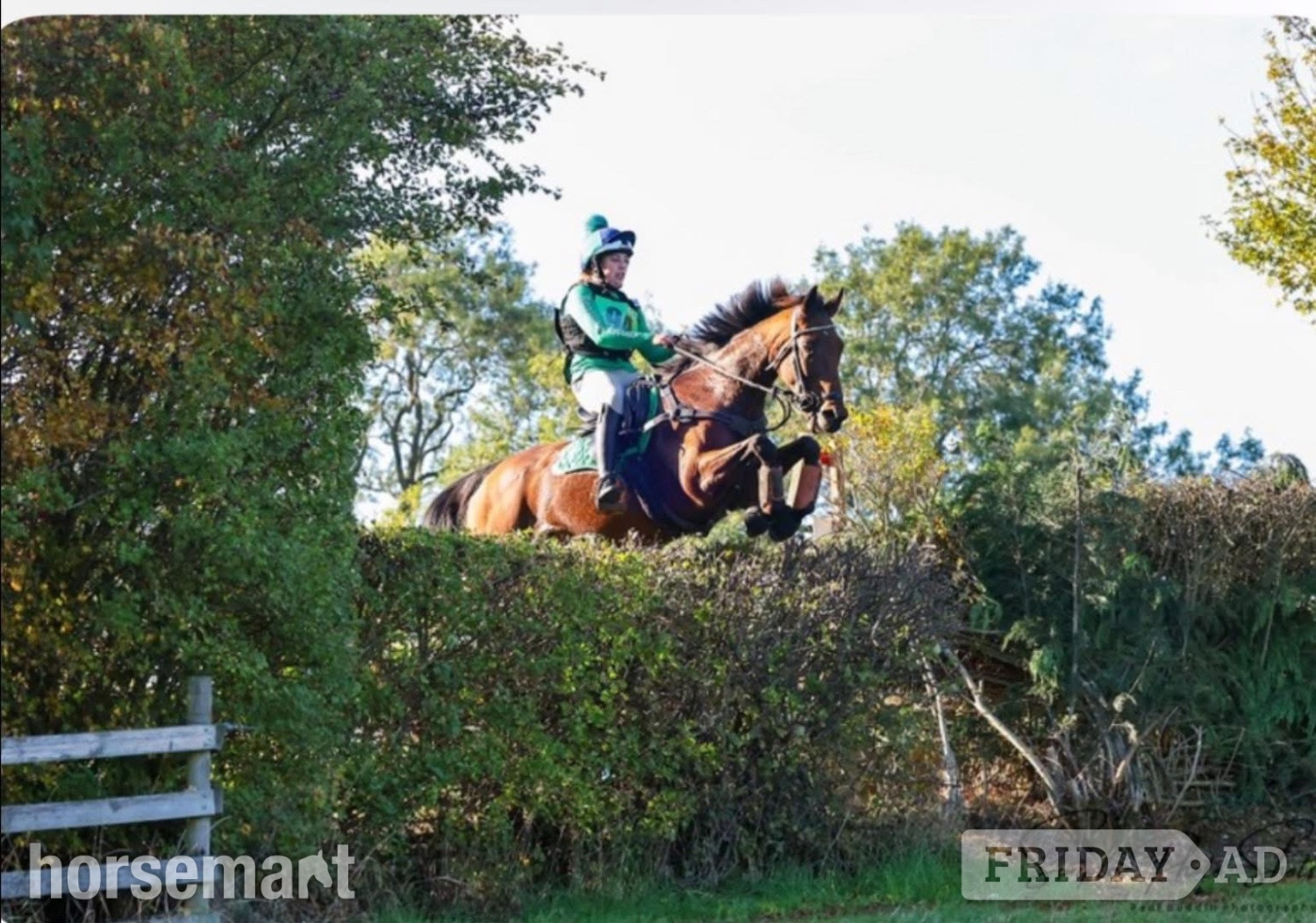 "Tasteofexcellence" Bay Mare All Rounder in Newmarket