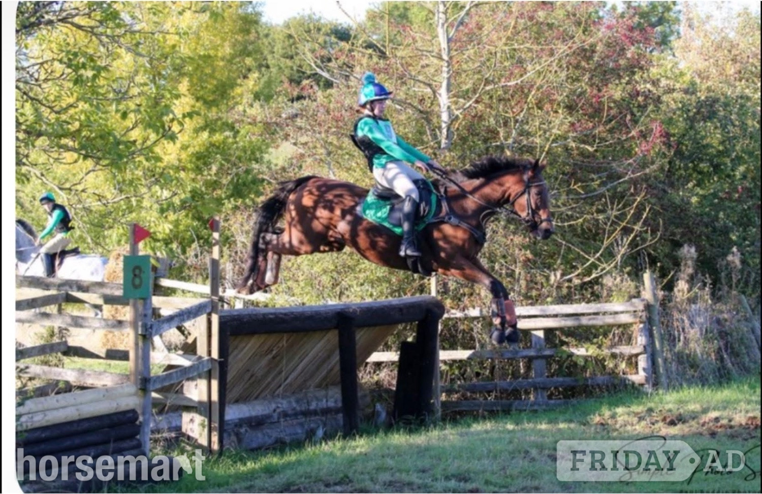 "Tasteofexcellence" Bay Mare All Rounder - Horses