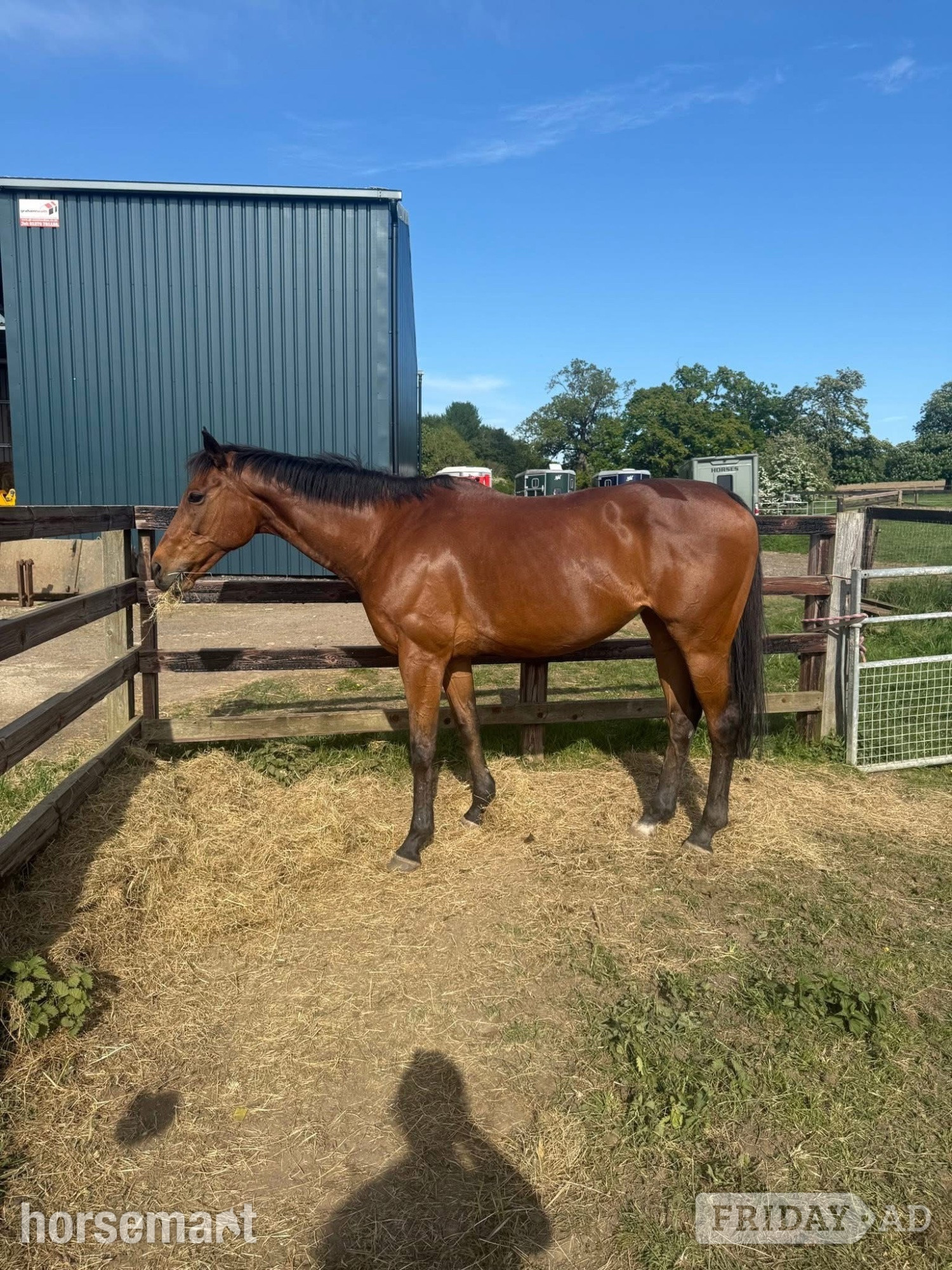 "Tasteofexcellence" Bay Mare All Rounder