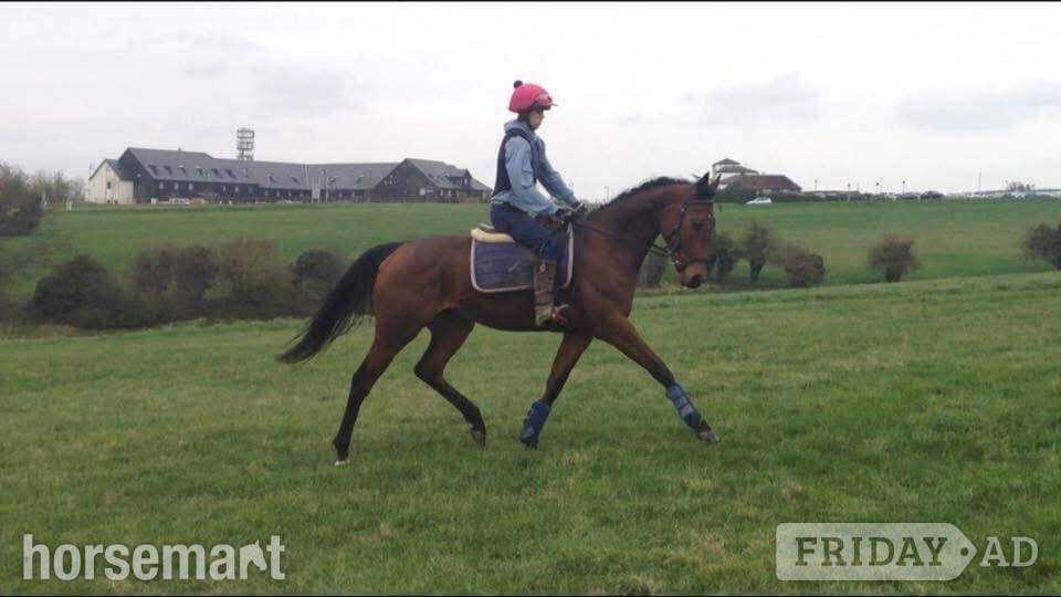 "Tasteofexcellence" Bay Mare All Rounder - Horses in Newmarket