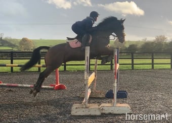 "FRED " Bay Gelding Show Jumper