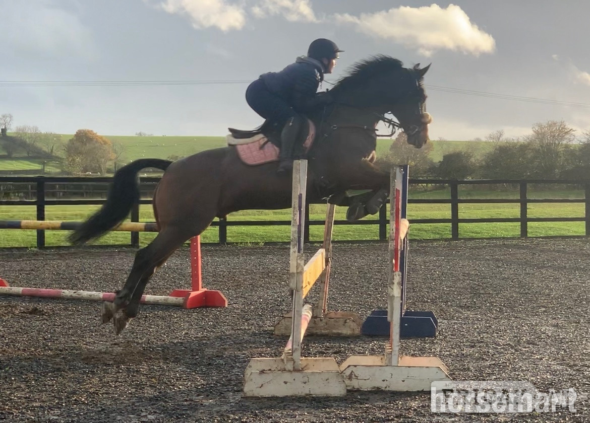 "FRED " Bay Gelding Show Jumper in Leamington Spa