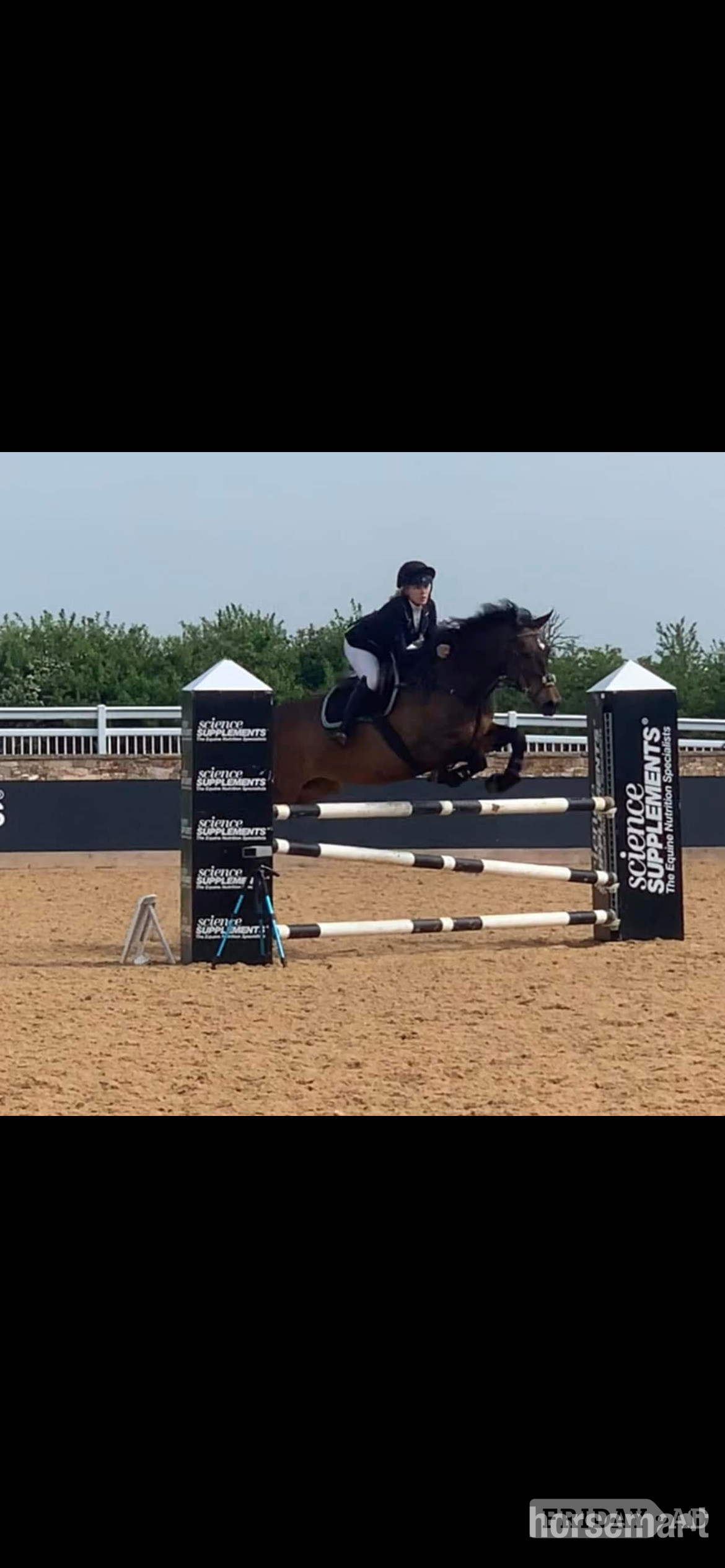 Leamington Spa "FRED " Bay Gelding Show Jumper