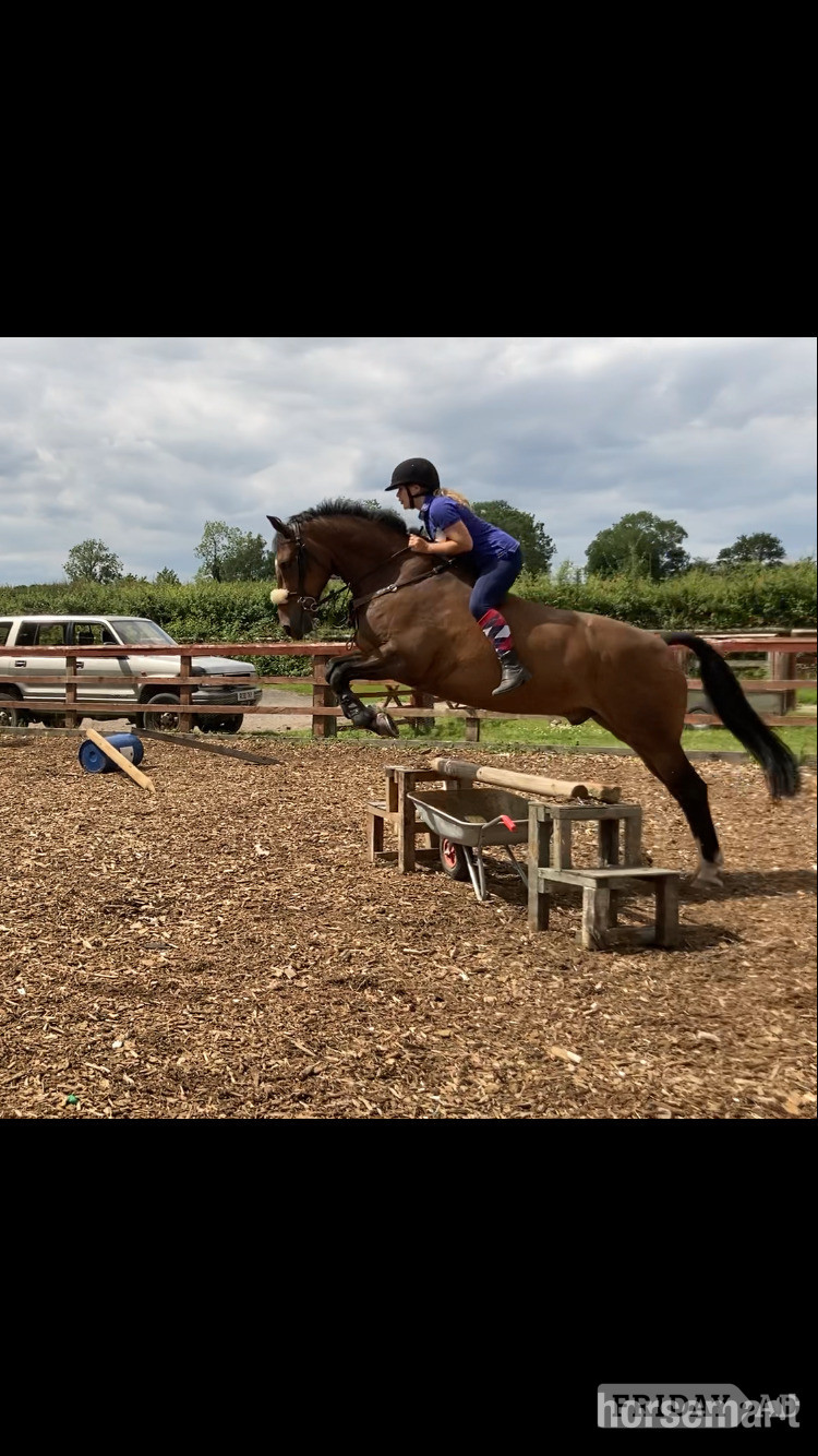 "FRED " Bay Gelding Show Jumper