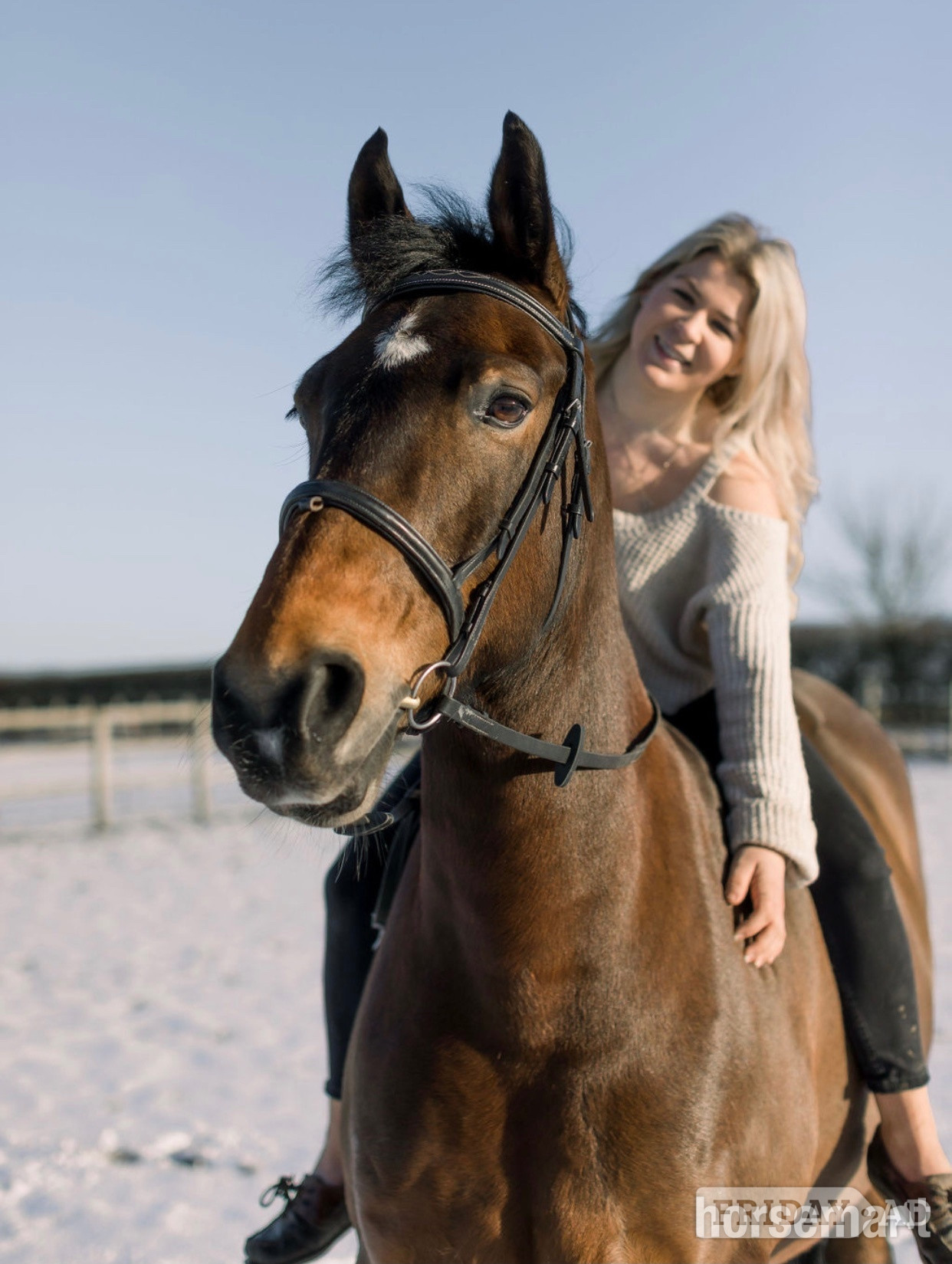 "FRED " Bay Gelding Show Jumper - Horses