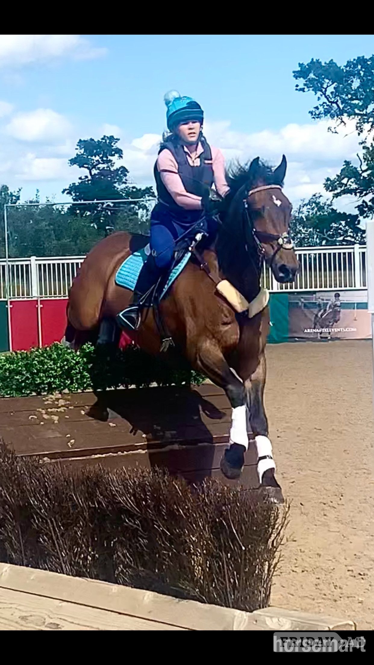 "FRED " Bay Gelding Show Jumper - Horses in Leamington Spa