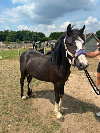 "Elvis presley"  Colt Cob/Heavy Horse