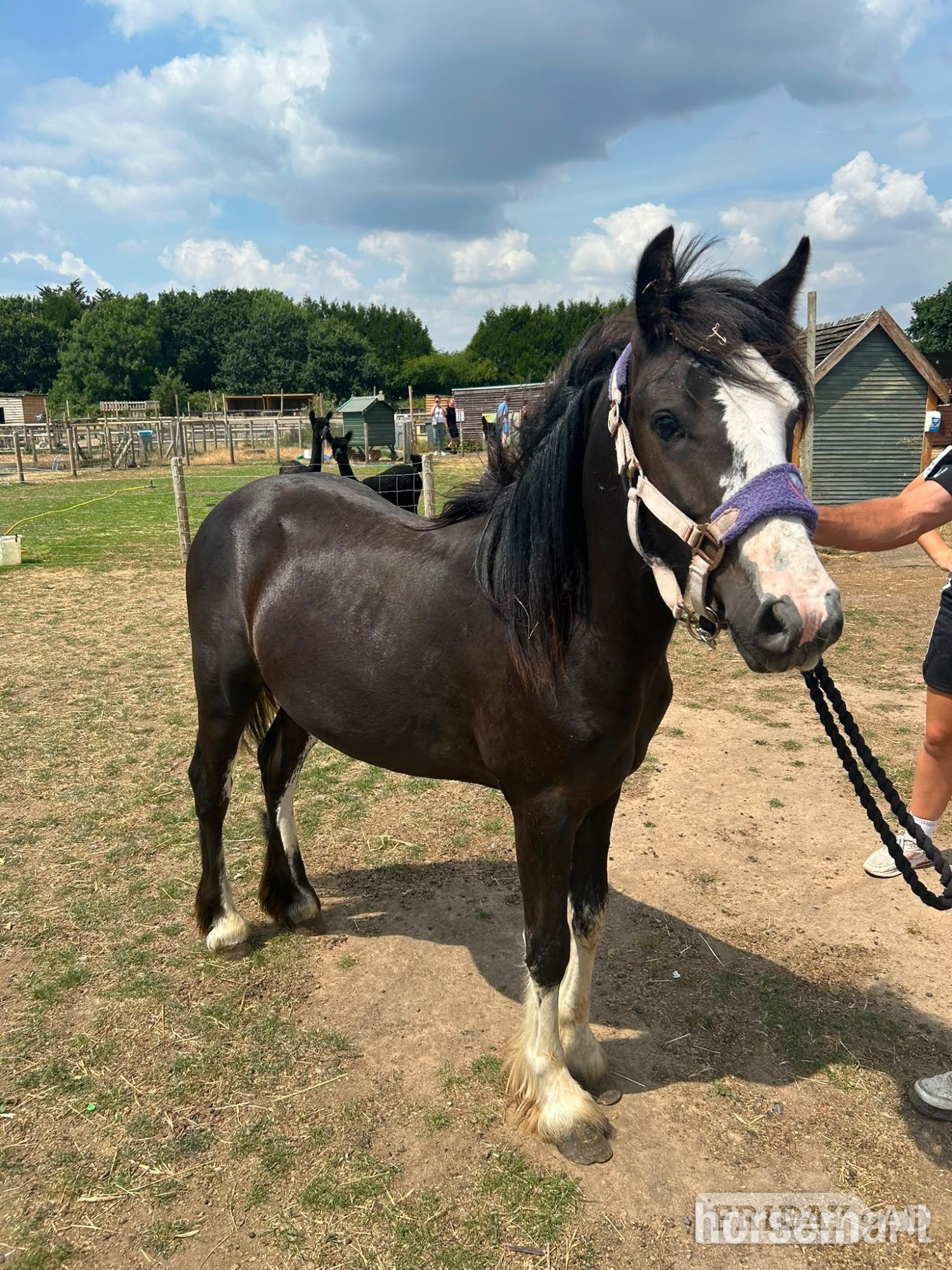 "Elvis presley"  Colt Cob/Heavy Horse in Bournemouth